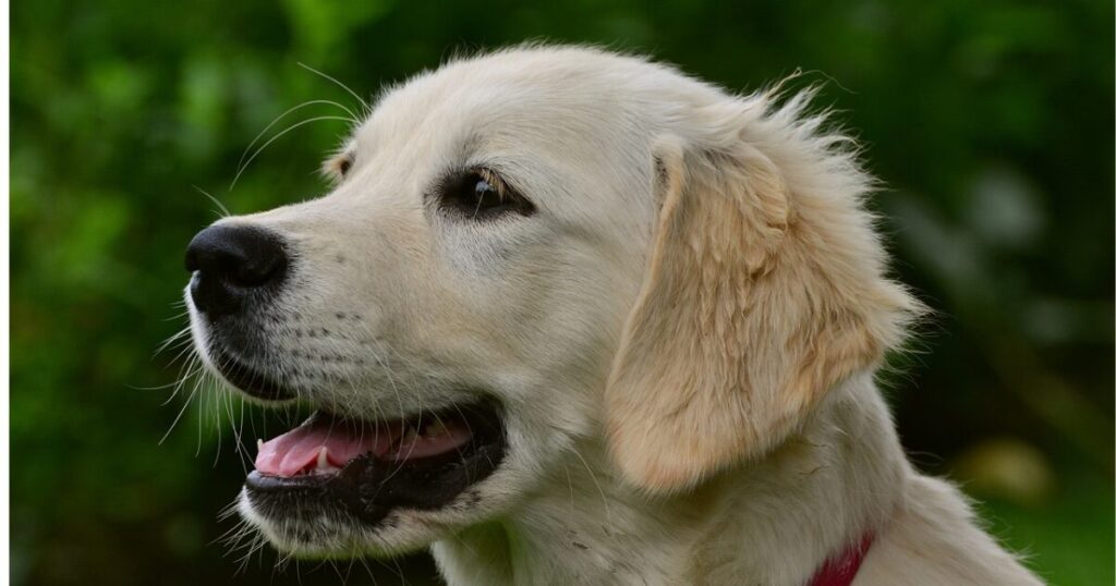 一人暮らし女性が大型犬を飼う際のポイント