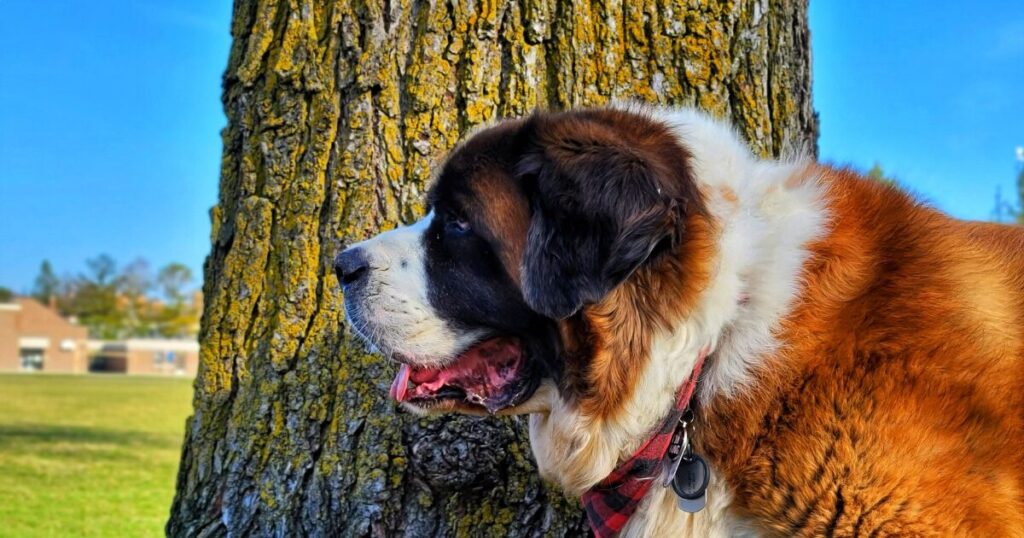 よだれが多い大型犬